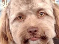 Знімок пса з людським обличчям здивував користувачів мережі