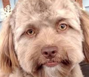 Знімок пса з людським обличчям здивував користувачів мережі