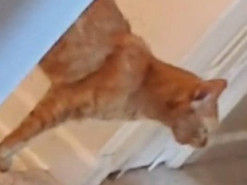 Кот устроил истерику ради заветной порции корма