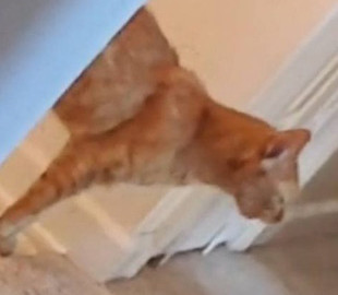 Кот устроил истерику ради заветной порции корма