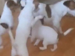 «Отец года»: Пес попытался спастись от щенят и попал на видео