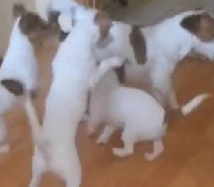 «Отец года»: Пес попытался спастись от щенят и попал на видео