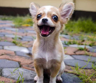 Собака удивила реакцией на предложение хозяйки прогуляться