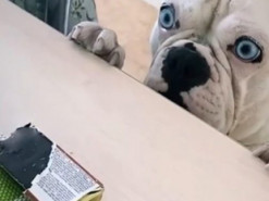 Бульдог, выпрашивающий конфетку, покорил интернет