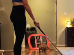 Девушка сыграла в гольф с кошкой: видео стало вирусным