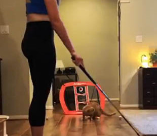 Девушка сыграла в гольф с кошкой: видео стало вирусным