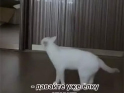 Кошка, требующая нарядить елку, рассмешила интернет