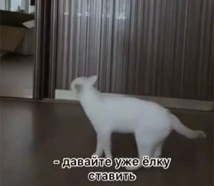 Кошка, требующая нарядить елку, рассмешила интернет