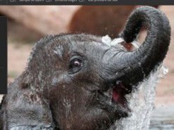 Adobe планирует сделать веб-версию Photoshop бесплатной для всех пользователей