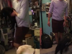 «Взрывная» реакция кота на новый ковер попала на видео и рассмешила Сеть