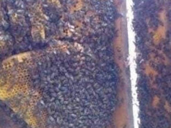 Бджолиний рій утік від війни та прибився до казарми українських військових