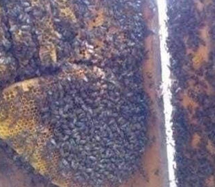 Бджолиний рій утік від війни та прибився до казарми українських військових