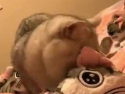 Кот-собственник рассмешил соцсети