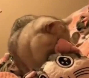 Кот-собственник рассмешил соцсети