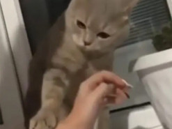 Кот проучил надоедливую хозяйку