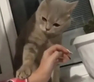 Кот проучил надоедливую хозяйку