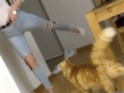 Кошка изящно танцевала вместе с хозяйкой: видео восхитило зрителей