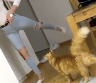 Кошка изящно танцевала вместе с хозяйкой: видео восхитило зрителей