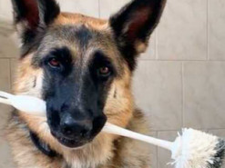 Мережу підкорила німецька вівчарка, яка виконує домашню роботу