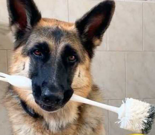 Мережу підкорила німецька вівчарка, яка виконує домашню роботу