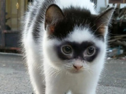 Котенок в маске Зорро стал новой сенсацией в TikTok