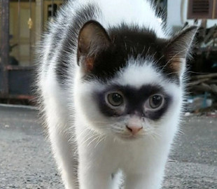 Котенок в маске Зорро стал новой сенсацией в TikTok