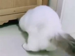 Самый пластичный кот в мире стал хитом интернета