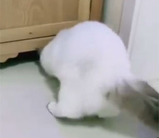 Самый пластичный кот в мире стал хитом интернета