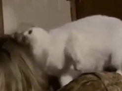 Кошка показала, как выглядят перепады настроения у женщин