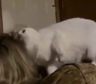 Кошка показала, как выглядят перепады настроения у женщин