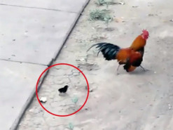 Вьетнамец снял на видео петуха, убегавшего от цыпленка