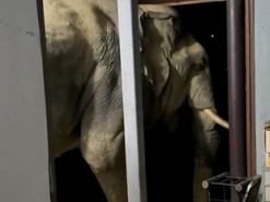 Голодный слон, разгромивший дом в Таиланде, снова в поисках еды - теперь он отбирает ее у котов