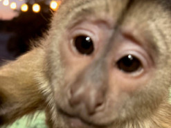 Мавпа в США випадково зателефонувала до "911"