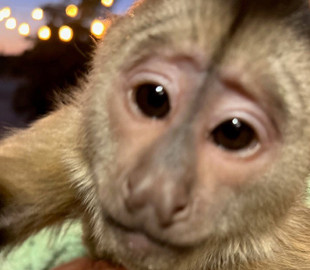 Мавпа в США випадково зателефонувала до "911"