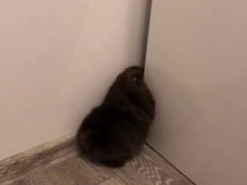 Сеть насмешил шпиц, просочившийся в невероятно узкую щель