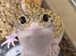 Ящерица "улыбнулась" и стала мемом