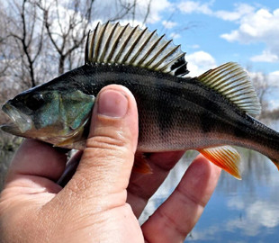 У Росії на рибалку склали протокол за пост у “ВКонтакте” про вигаданий улов окуня