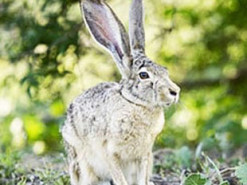 Обманувший беркута заяц попал на видео и вдохновил людей
