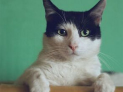 Как спасти новогоднюю елку от кота: ученые раскритиковали лайфхак из TikTok