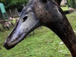 Утка-жираф стала звездой Сети из-за своих размеров