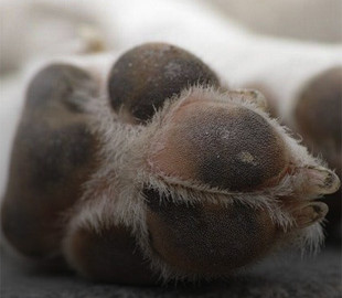 Волинянин на очах у дитини забив собаку головою об стіну