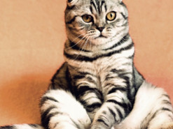 Кот не смог поймать мышь и решил принести хозяину игрушечного тигра