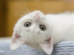 Инженер изобрел переводчик с кошачьего языка на человеческий