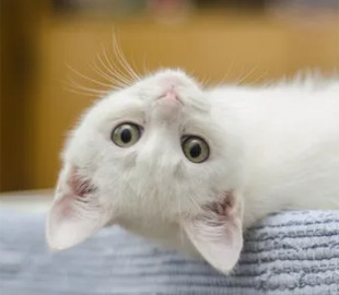 Инженер изобрел переводчик с кошачьего языка на человеческий