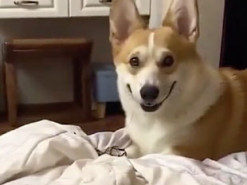 Реакция корги на любимое лакомство развеселила Сеть