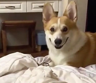 Реакция корги на любимое лакомство развеселила Сеть