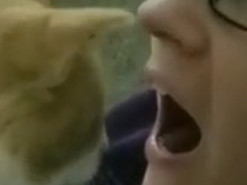 «Как записаться на прием?»: Кот-стоматолог рассмешил Сеть