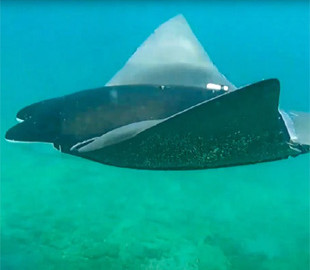 У Китаї розроблять дрони-скати, які атакуватимуть кораблі супротивника