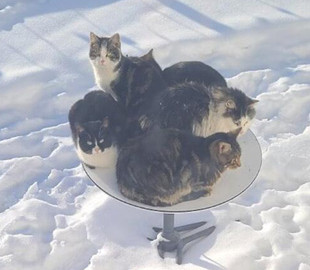 Сеть покорило фото, где пятеро котов захватили спутниковую тарелку Илона Маска (фото)