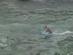 Невозмутимо катающаяся на серфинге собака стала звездой Сети